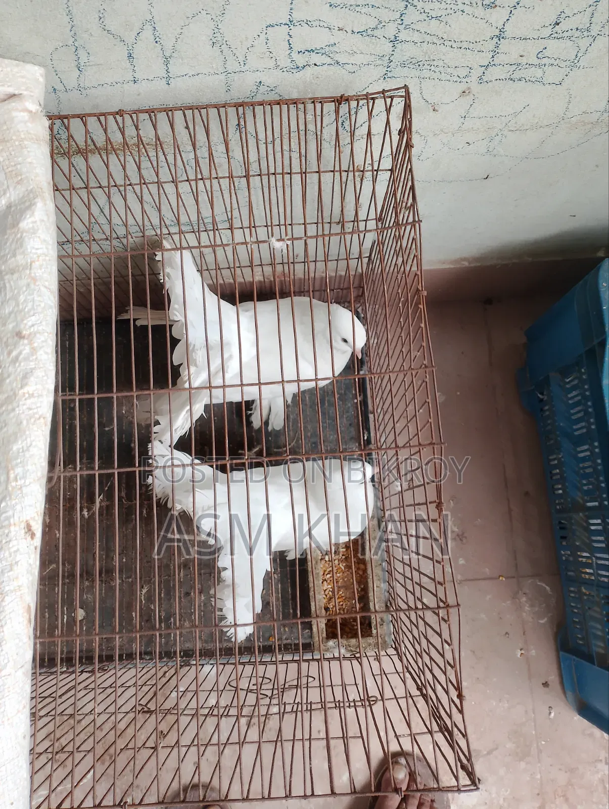 আমার পোষা পাখি