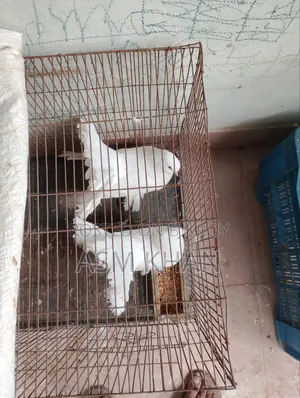আমার পোষা পাখি