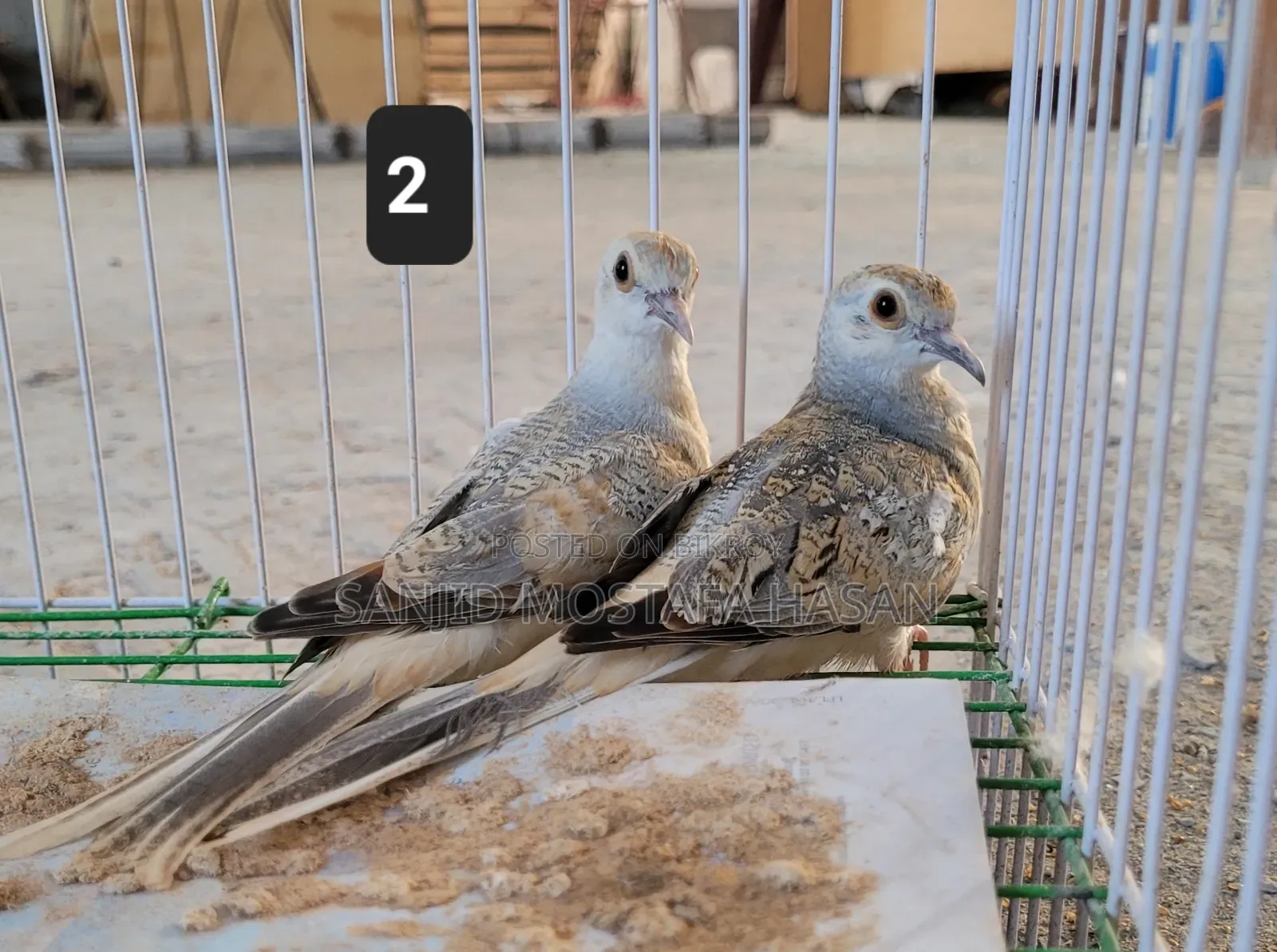 Diamond Dove (2 Pairs of Babies)