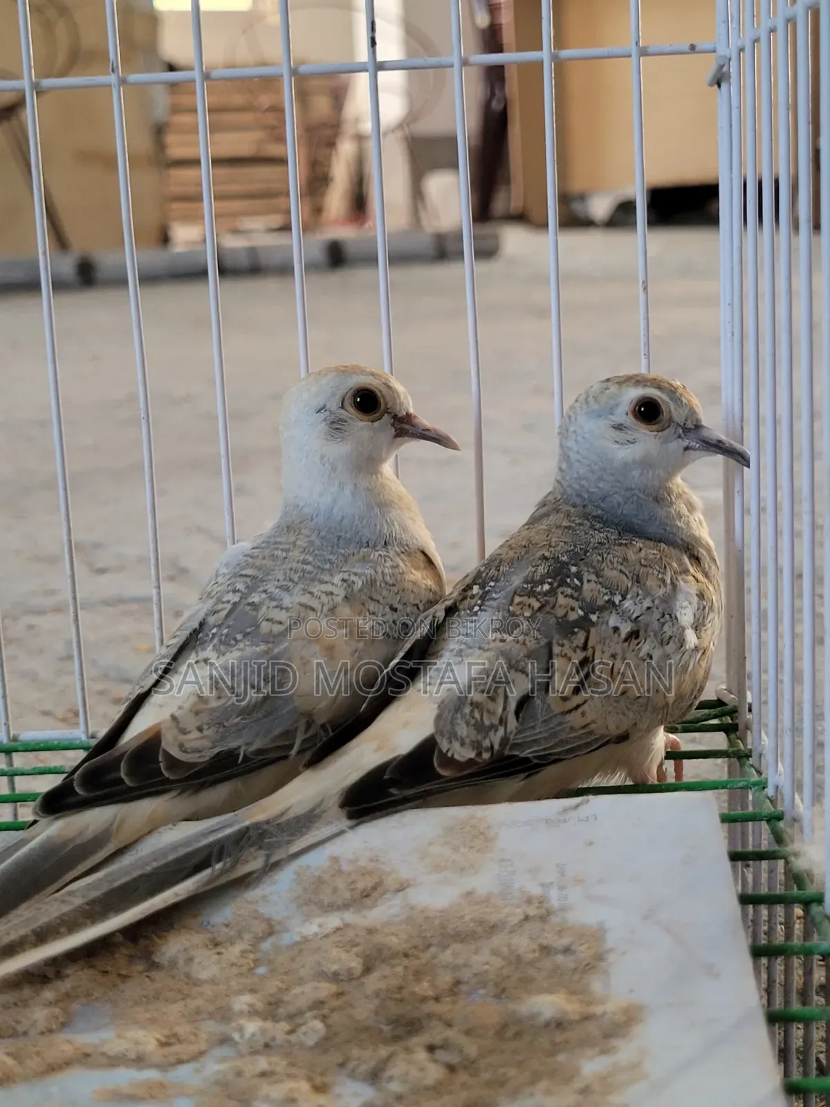 Diamond Dove (2 Pairs of Babies)