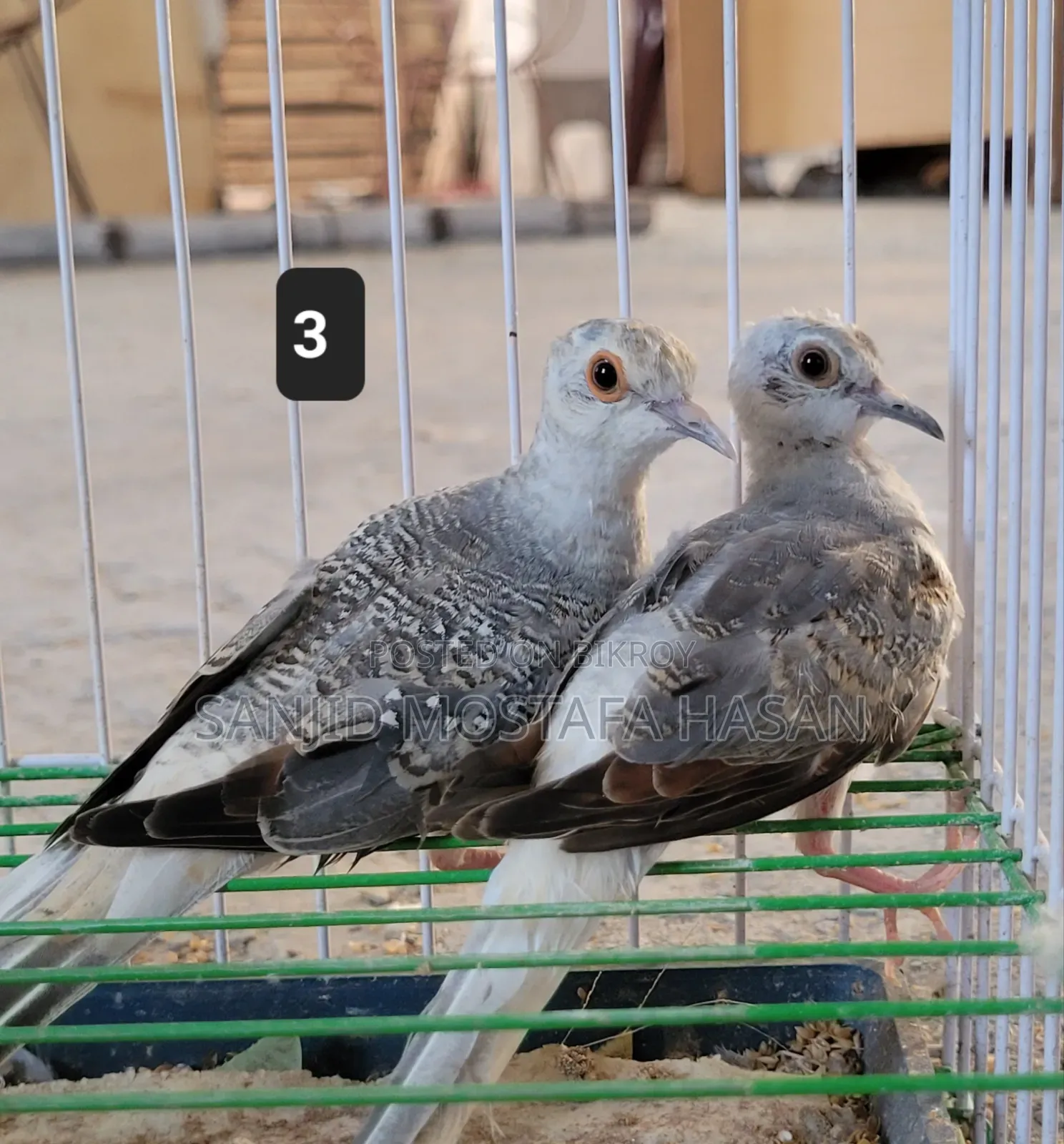 Diamond Dove (2 Pairs of Babies)