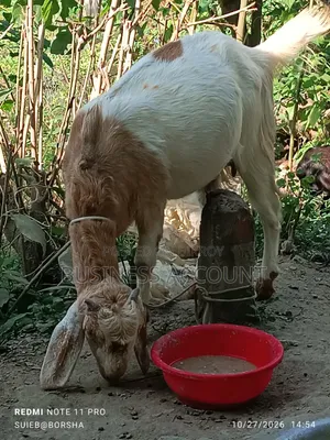 Light Brown Goat
