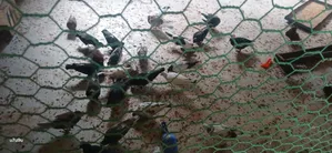 Deshi Balo Jater Kobutorr