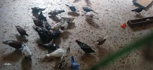 Deshi Balo Jater Kobutorr