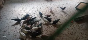 Deshi Balo Jater Kobutorr