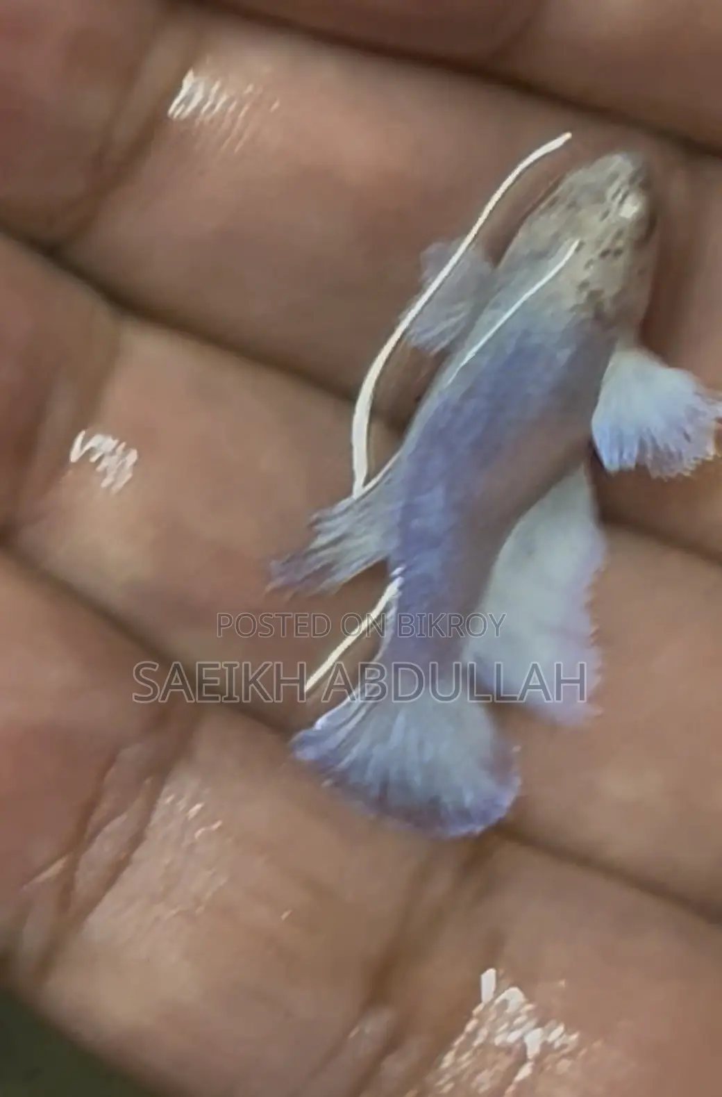 Dumbo Ear Halfmoon Betta Fish