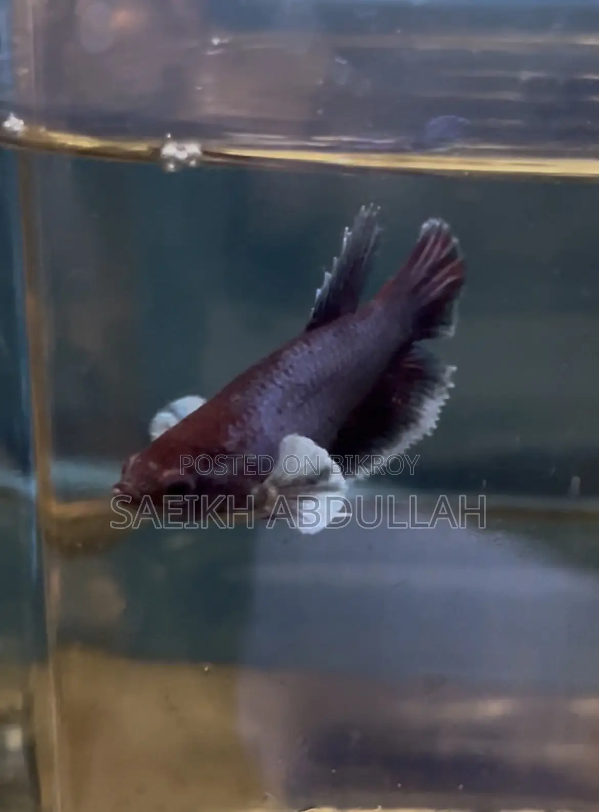 Dumbo Ear Halfmoon Betta Fish