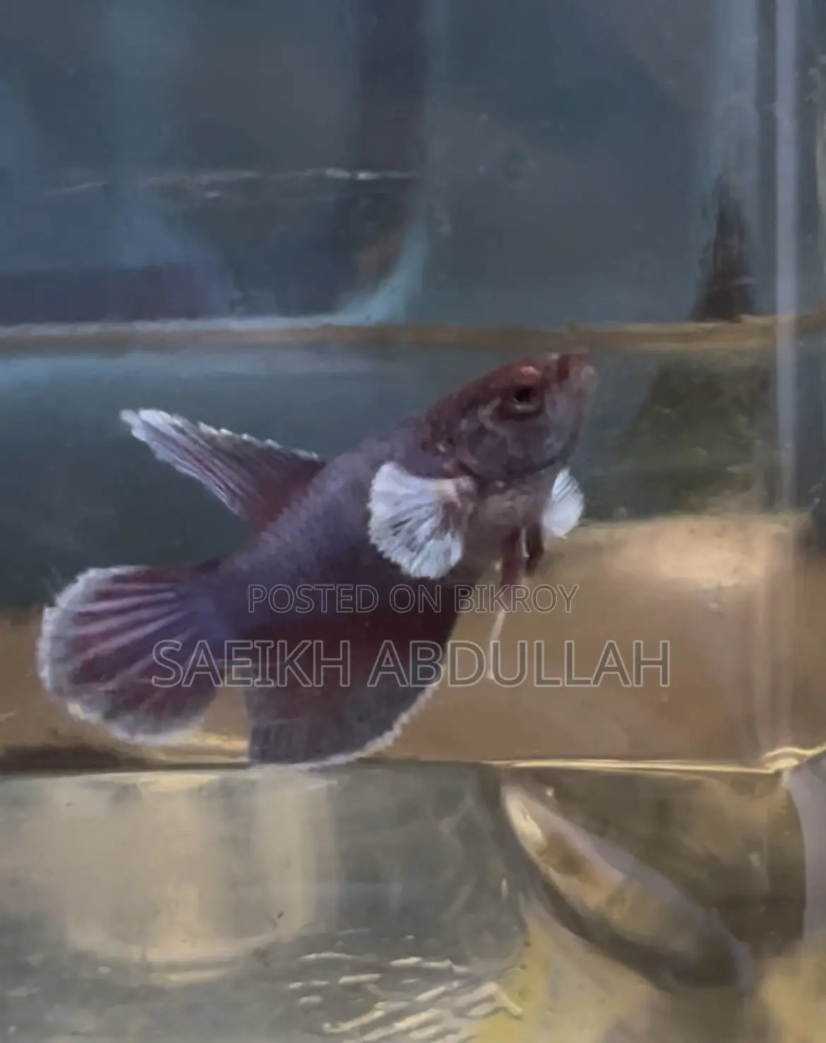 Dumbo Ear Halfmoon Betta Fish