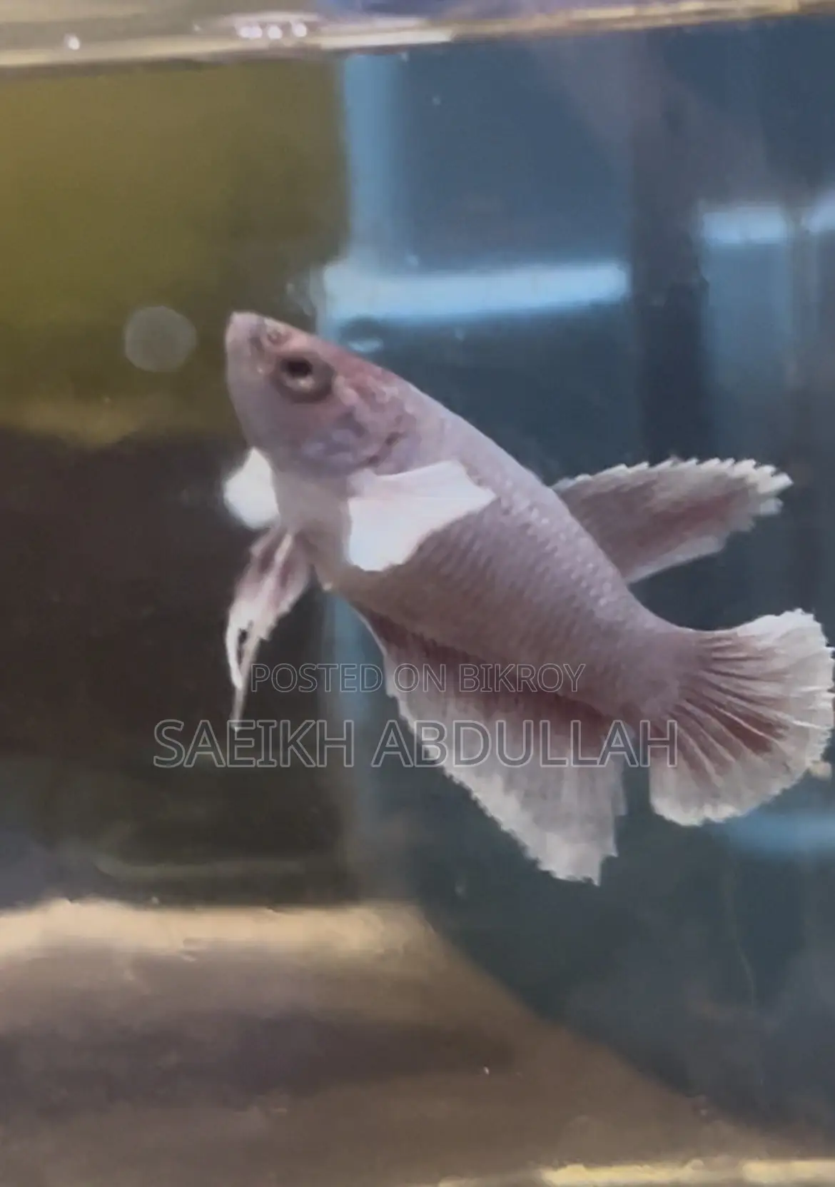 Dumbo Ear Halfmoon Betta Fish