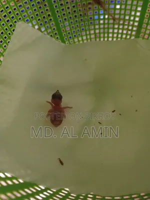 বেঙ্গলি এর বেবি