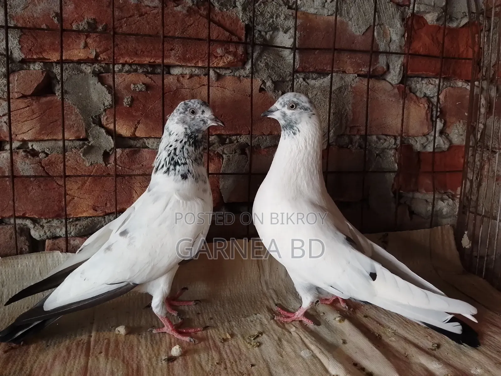 গিরিবাজ কবুতর