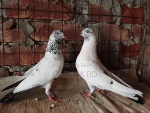 গিরিবাজ কবুতর
