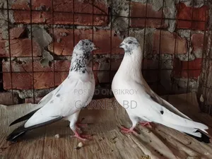 গিরিবাজ কবুতর