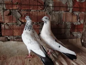 গিরিবাজ কবুতর