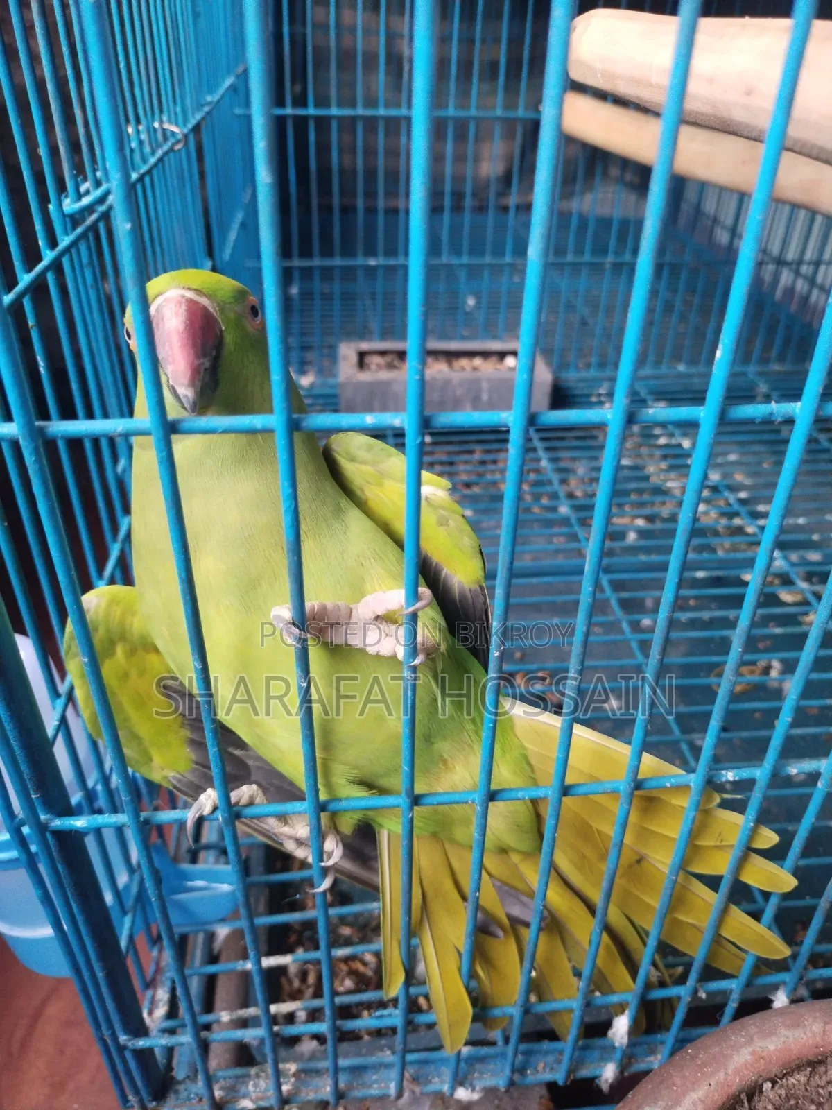 Talking Breeding Ringneck Pair