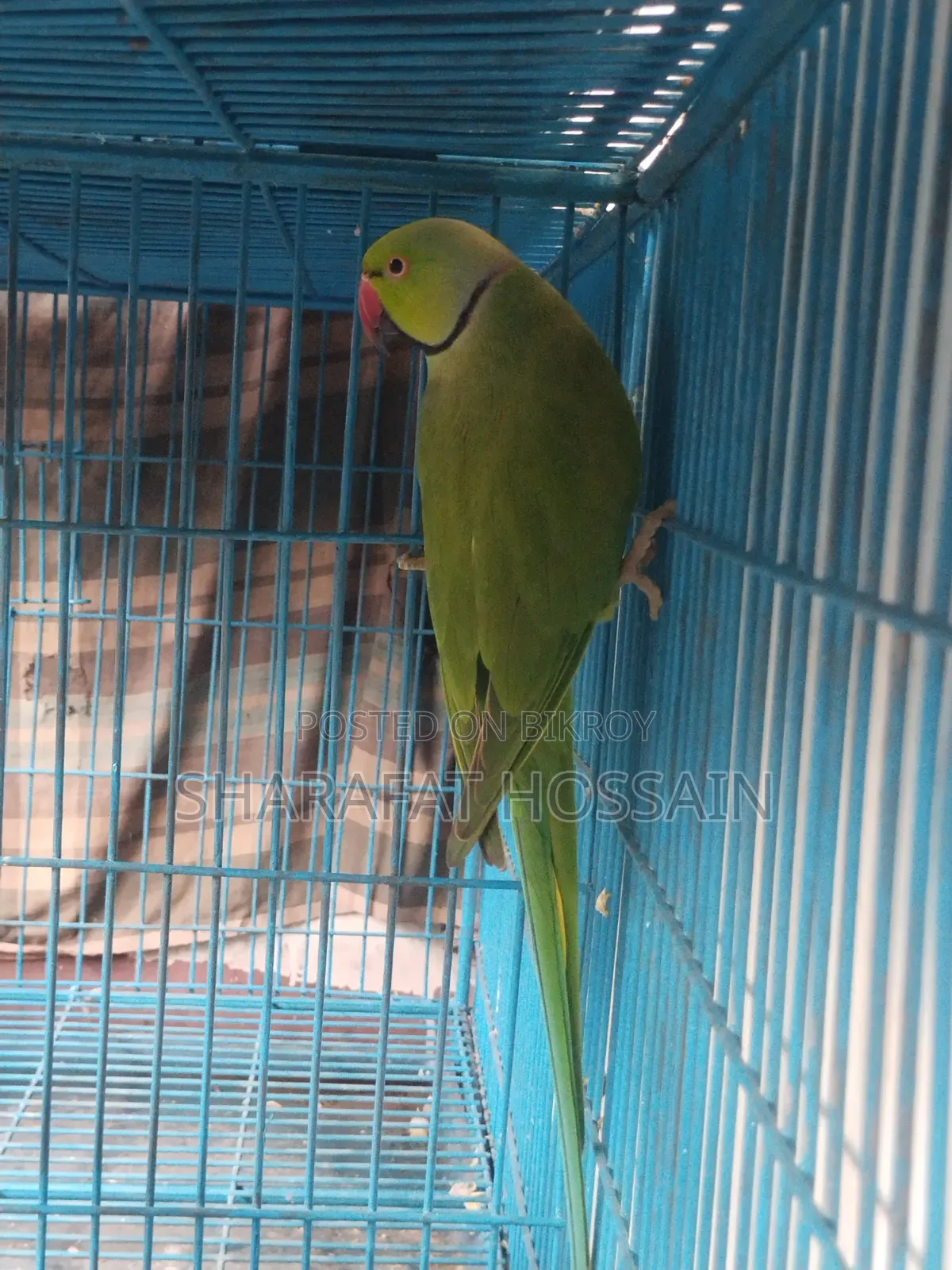 Talking Breeding Ringneck Pair