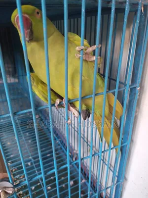 Talking Breeding Ringneck Pair