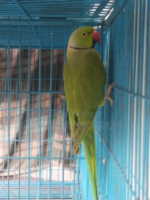 Talking Breeding Ringneck Pair