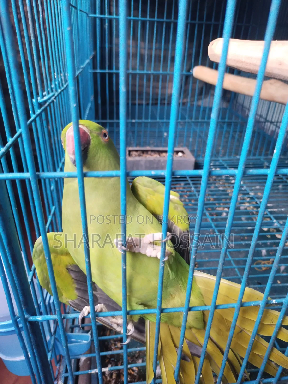 Talking Breeding Ringneck Pair