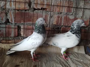গোল্ডেন চট গিরিবাজ