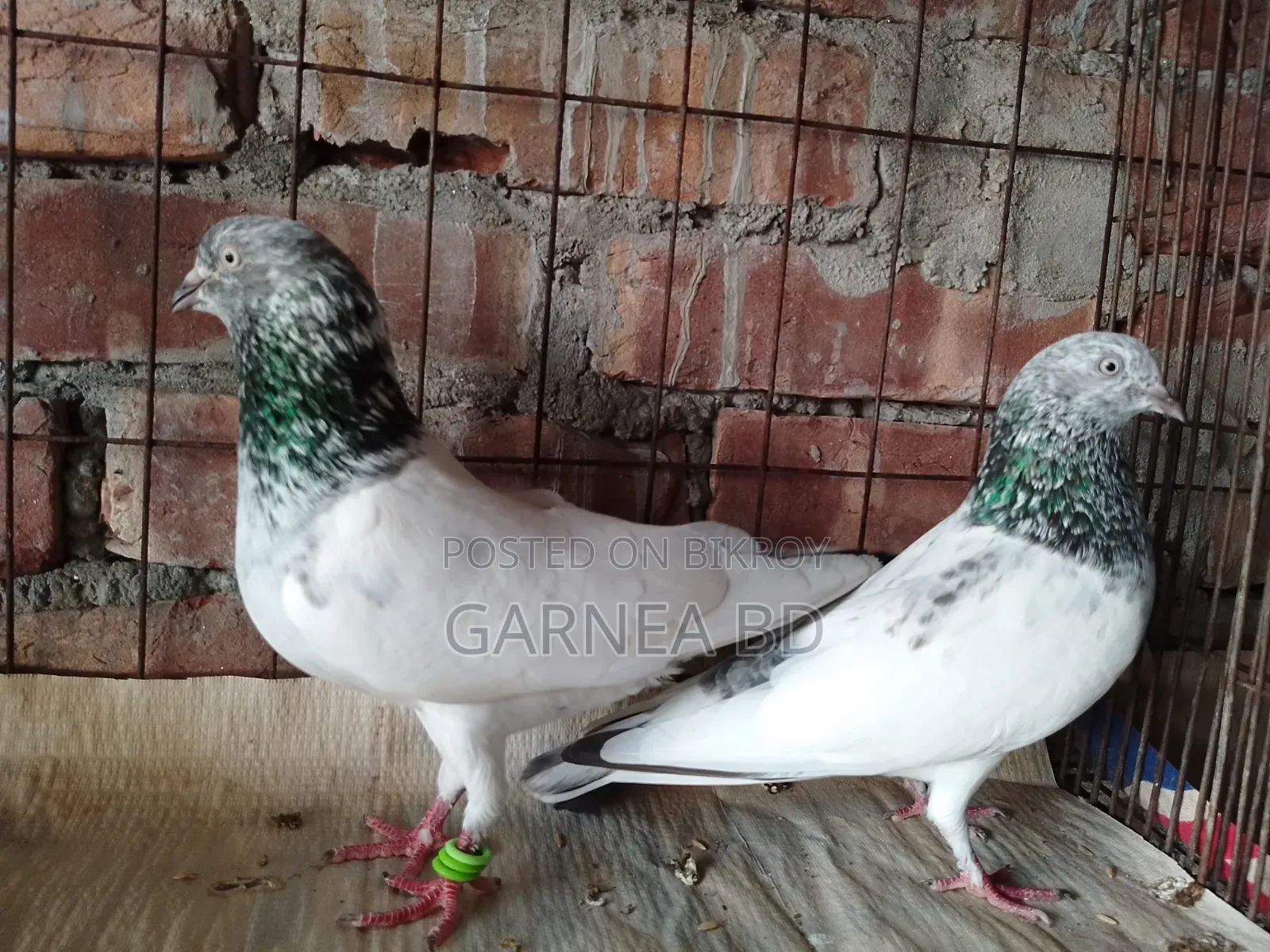 গোল্ডেন চট গিরিবাজ