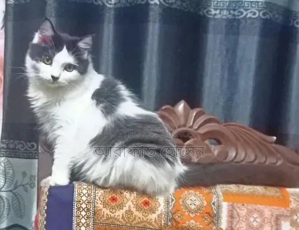 3-6 months Female Mixed Breed Persian Cat