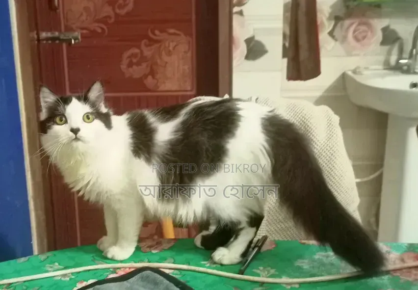 3-6 months Female Mixed Breed Persian Cat