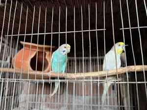 জারা নিতে ছান নিতে পারেন অনক বালু পেয়ার
