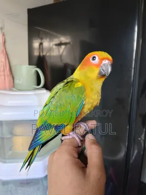 ফ্লাই টেম সান কনুর