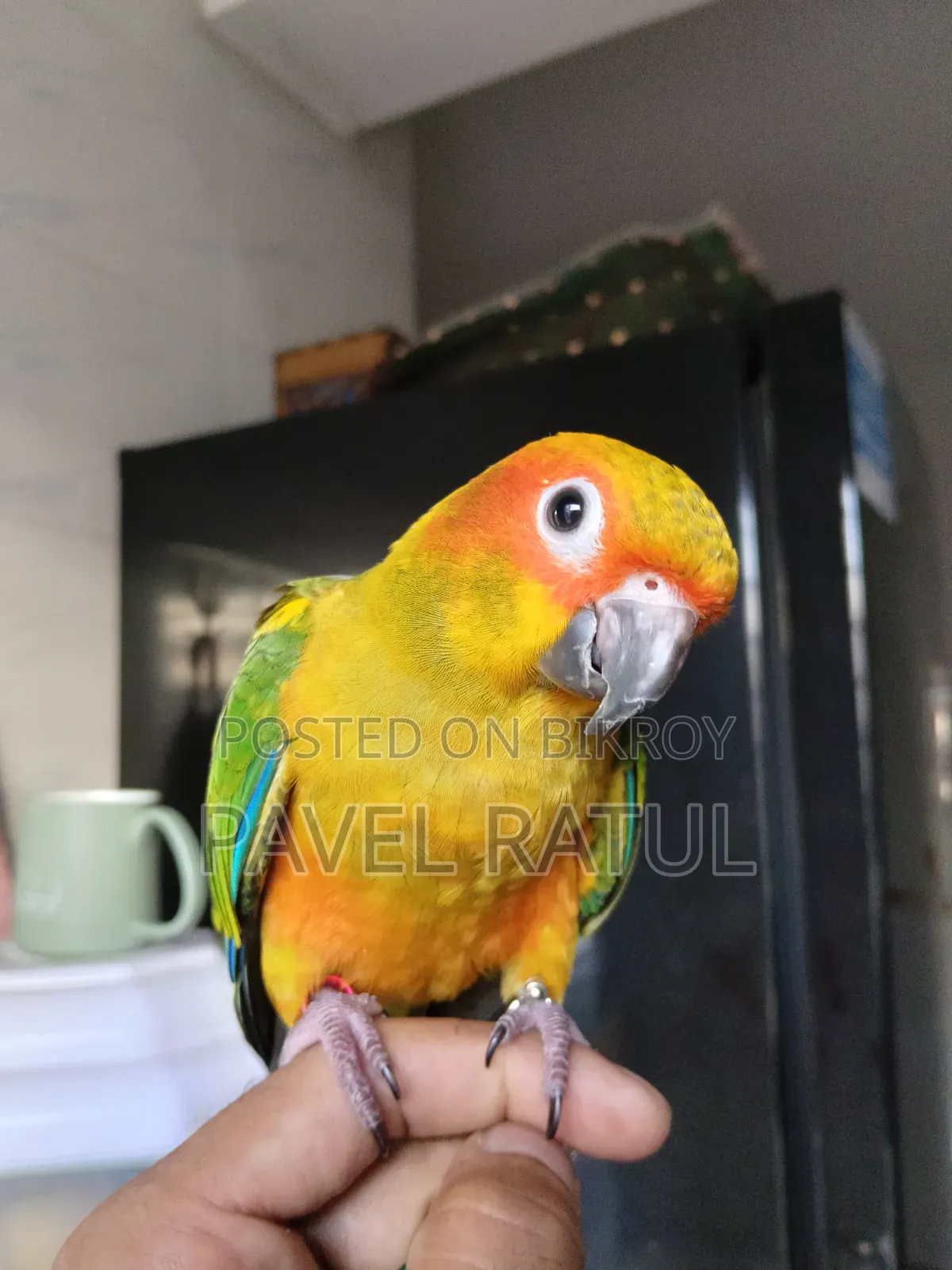 ফ্লাই টেম সান কনুর