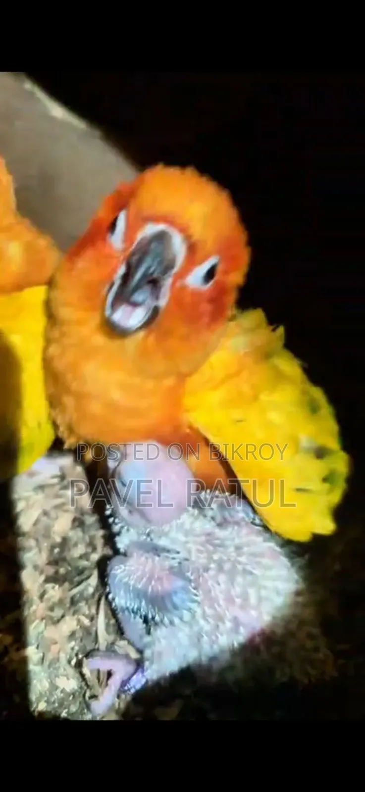 ফ্লাই টেম সান কনুর