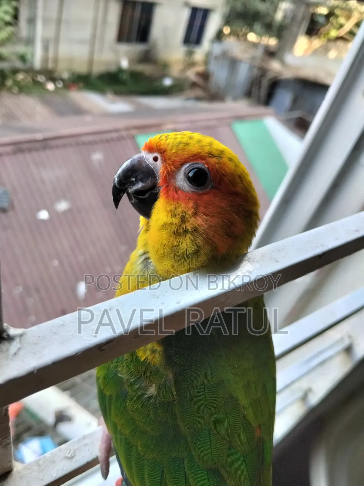 ফ্লাই টেম সান কনুর