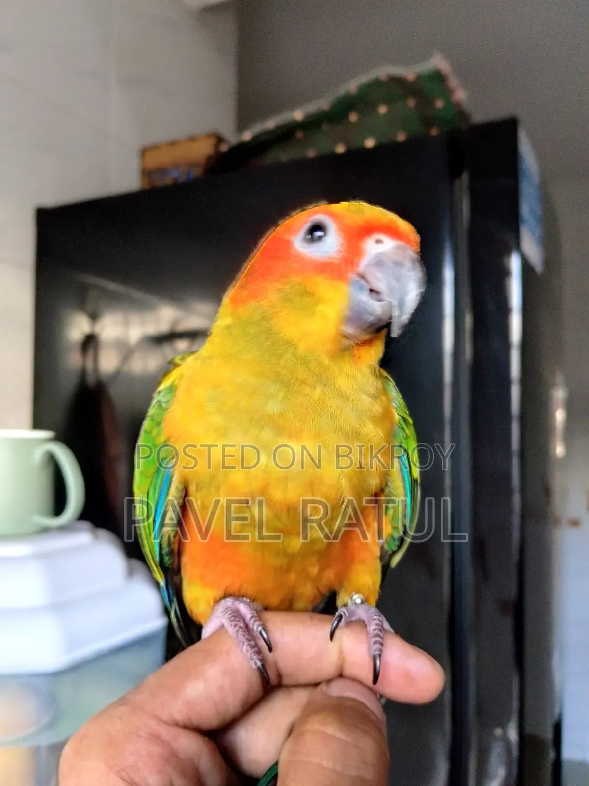 ফ্লাই টেম সান কনুর