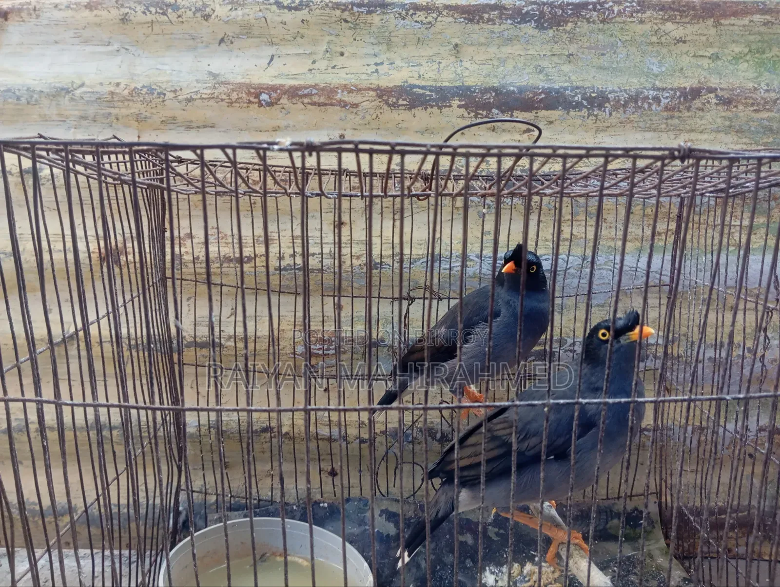 ময়না পাখি