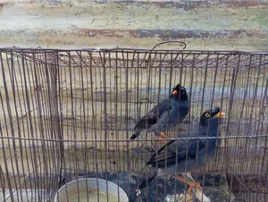 ময়না পাখি