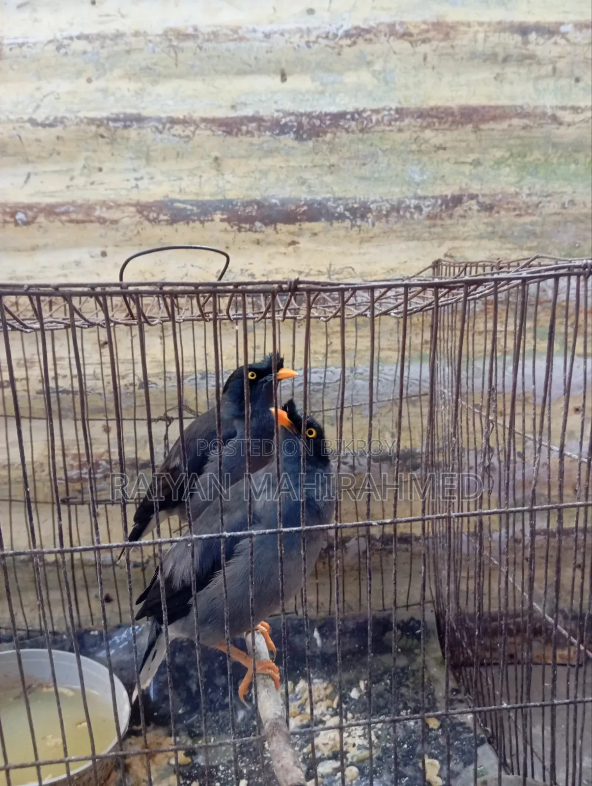 ময়না পাখি