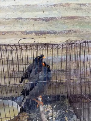 ময়না পাখি