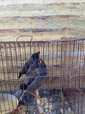 ময়না পাখি