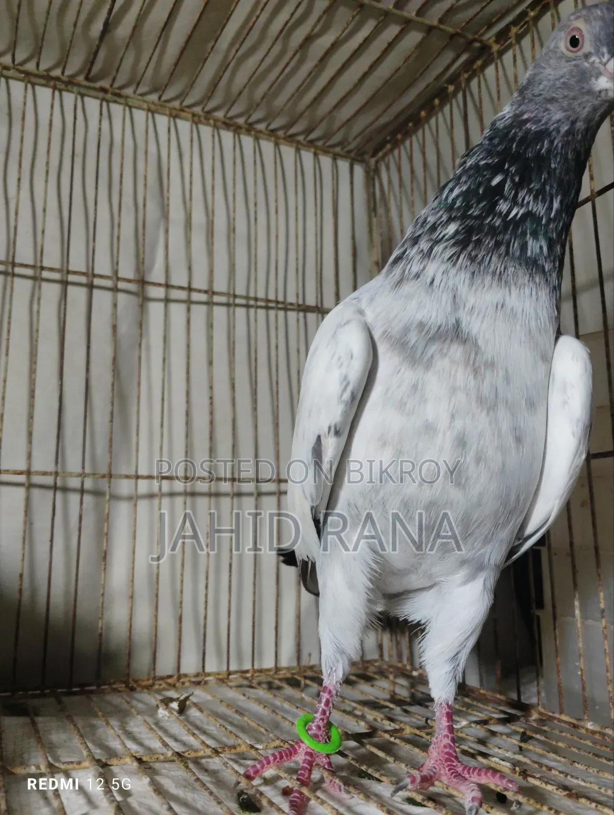 এক পিচ গোল্ডেন নর বিক্রি