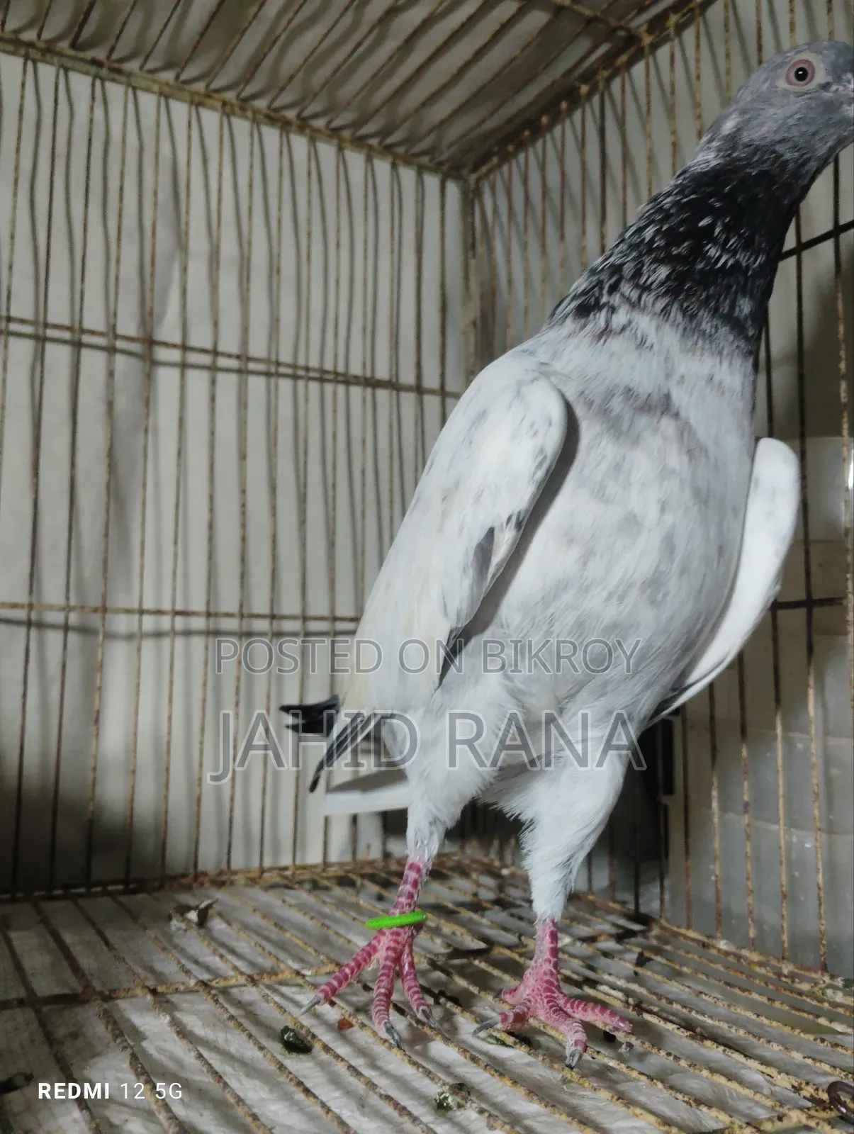 এক পিচ গোল্ডেন নর বিক্রি