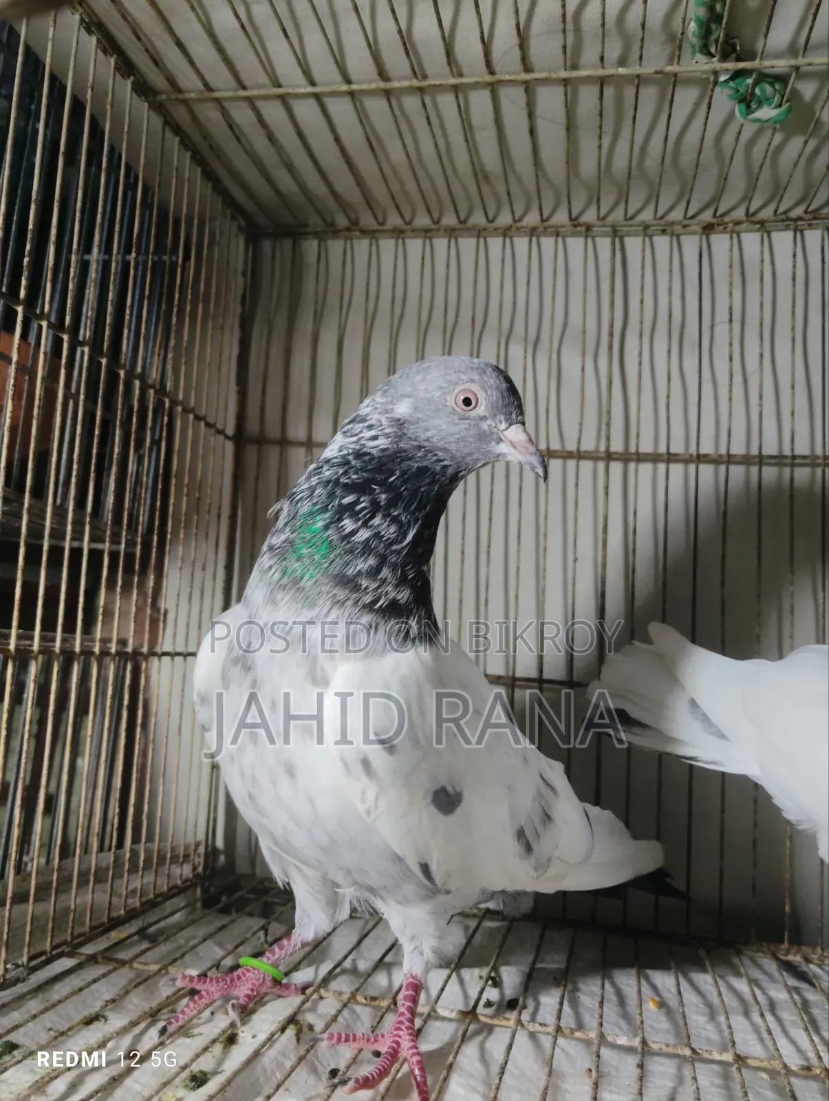 এক পিচ গোল্ডেন নর বিক্রি