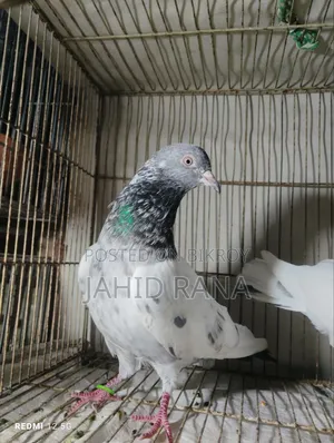 এক পিচ গোল্ডেন নর বিক্রি