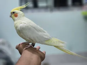 কথা বলা, পোষা ককাটেল বিক্রয় হবে