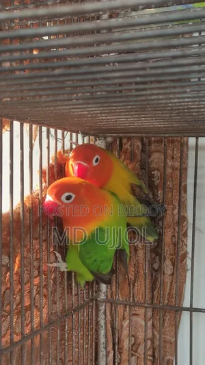 লাভ বার্ড পাখি ডিম বাচ্চা করা