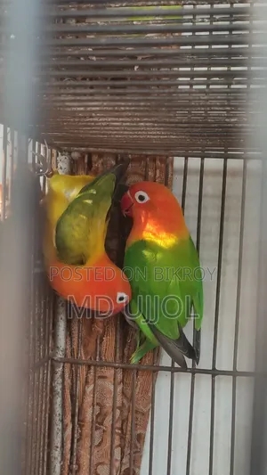 লাভ বার্ড পাখি ডিম বাচ্চা করা