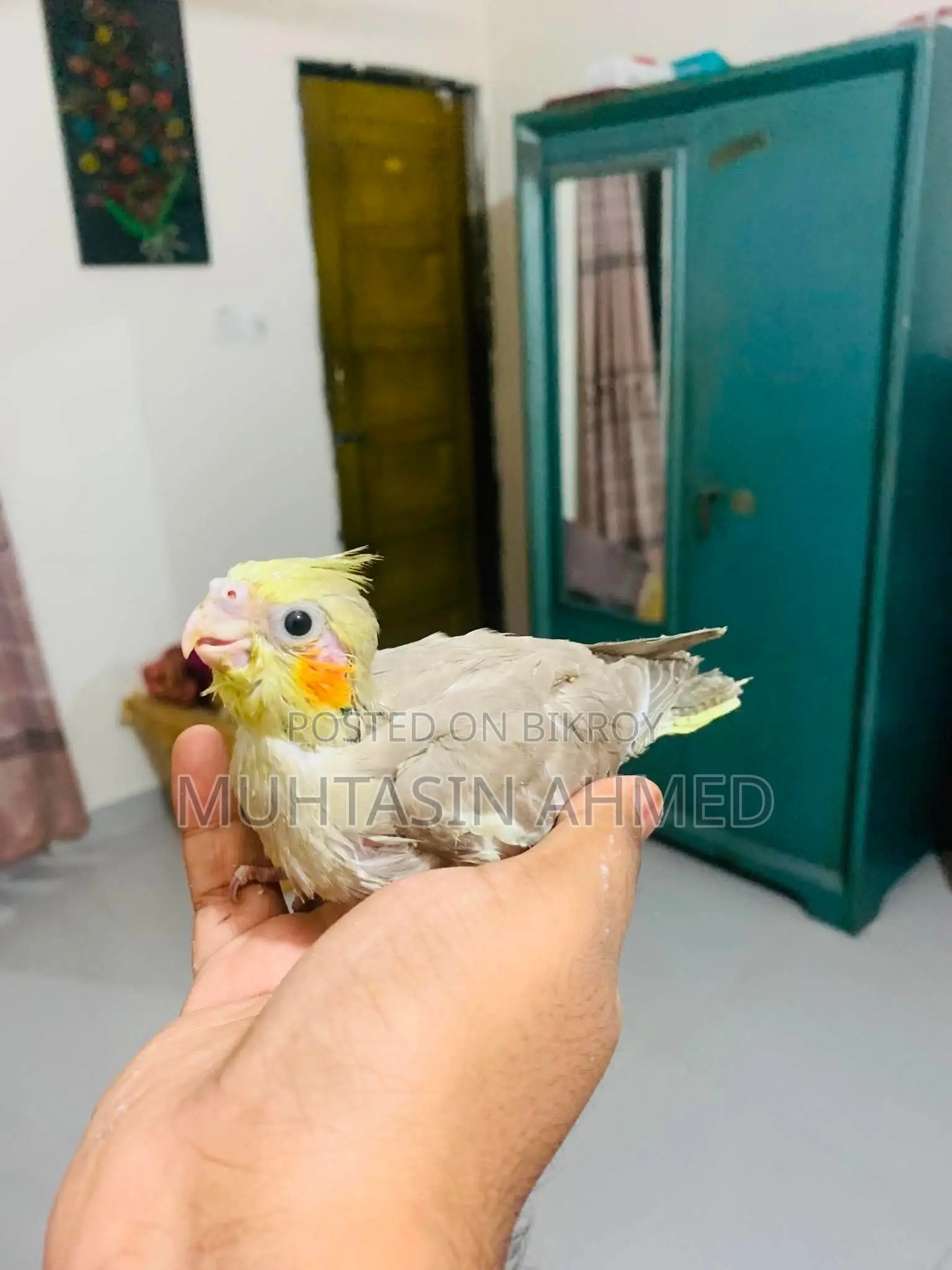 ককাটেল টেম সাইজ বেবি