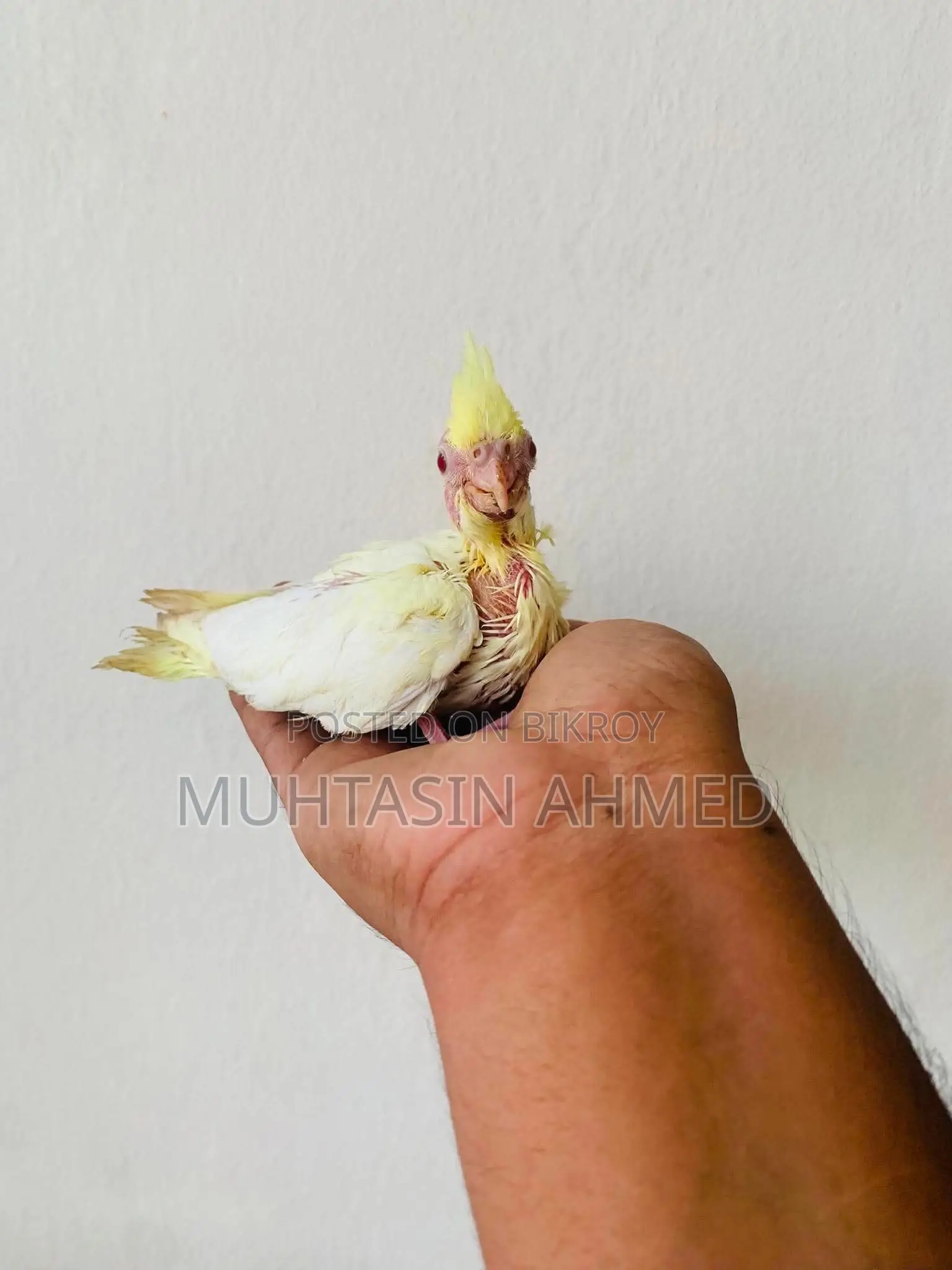 ককাটেল টেম সাইজ বেবি