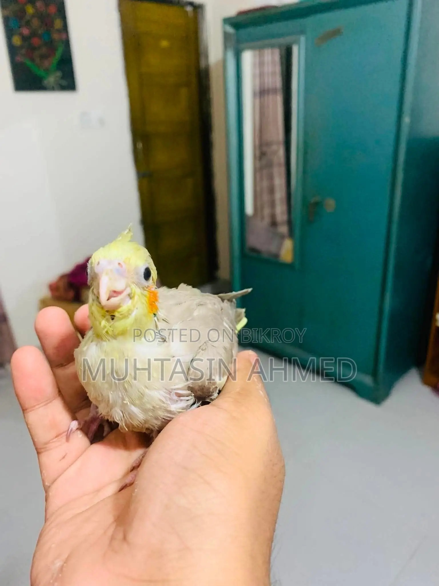 ককাটেল টেম সাইজ বেবি