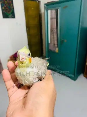 ককাটেল টেম সাইজ বেবি