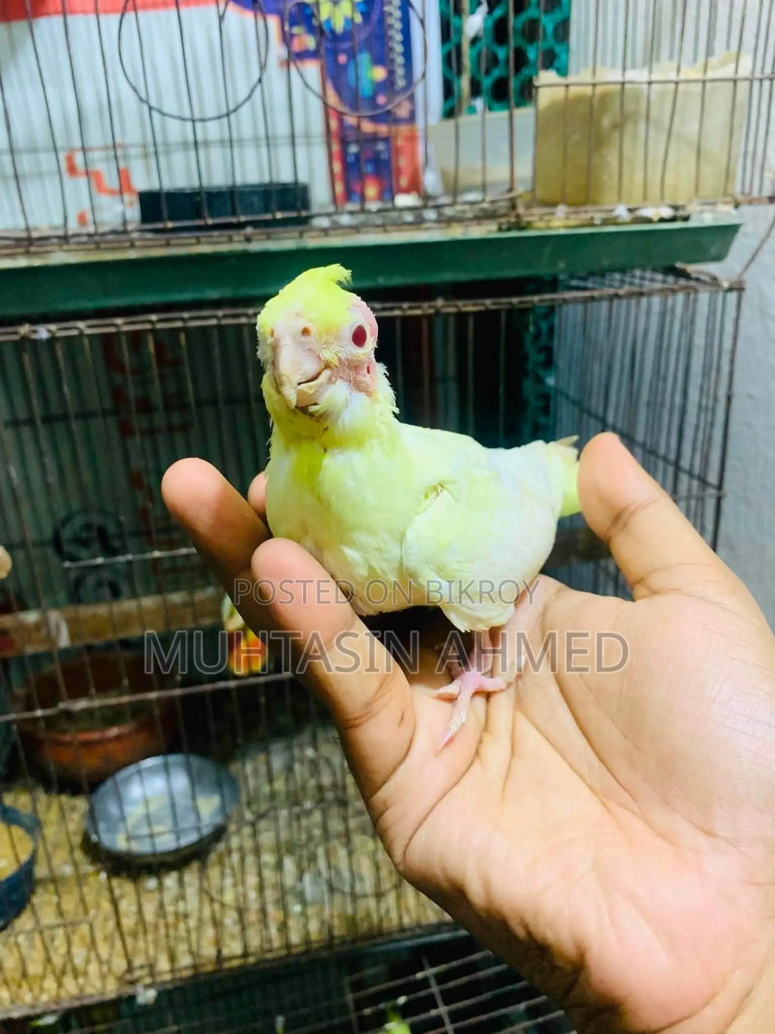 ককাটেল টেম সাইজ বেবি